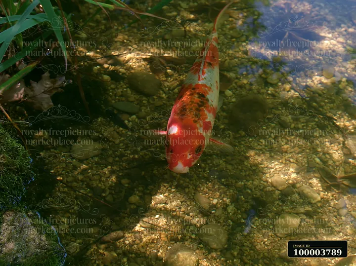 A koi fish swims through clear water in a small pond surrounded by stones and greenery.