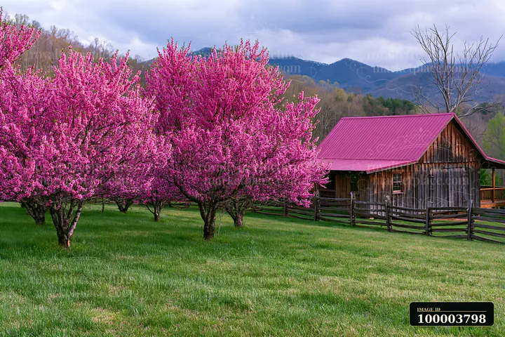 Bright pink blossoms cover peach trees in a green field near a wooden barn.