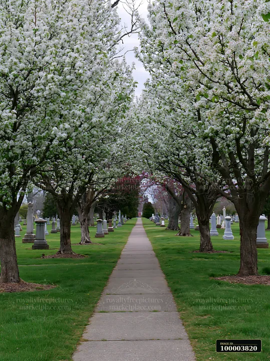 Flowering ornamental pear trees form a canopy over a cemetery pathway lined with gravestones.
