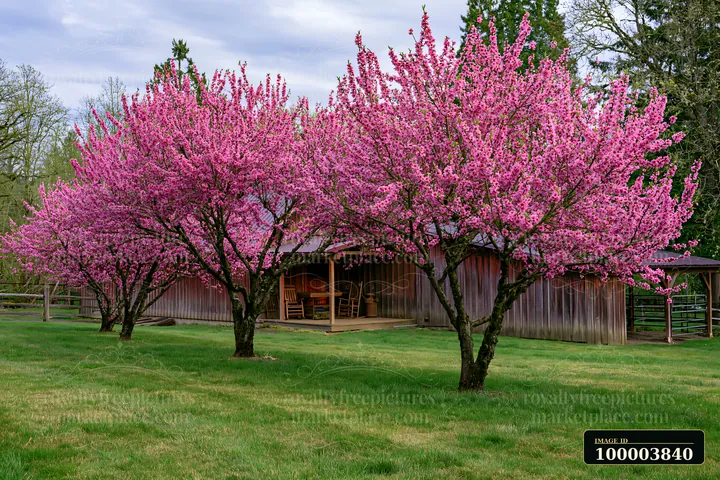 Peach trees covered in pink blossoms stand beside a rustic wooden barn and green lawn.