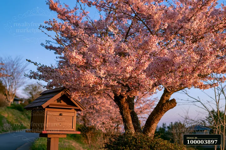 Pink spring blossoms fill the branches above a wooden mailbox beside a quiet road under blue sky.