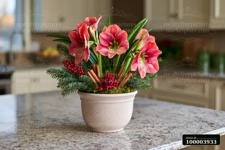 A festive plant arrangement features red amaryllis flowers, greens, and cinnamon sticks in a ceramic pot on a kitchen countertop.