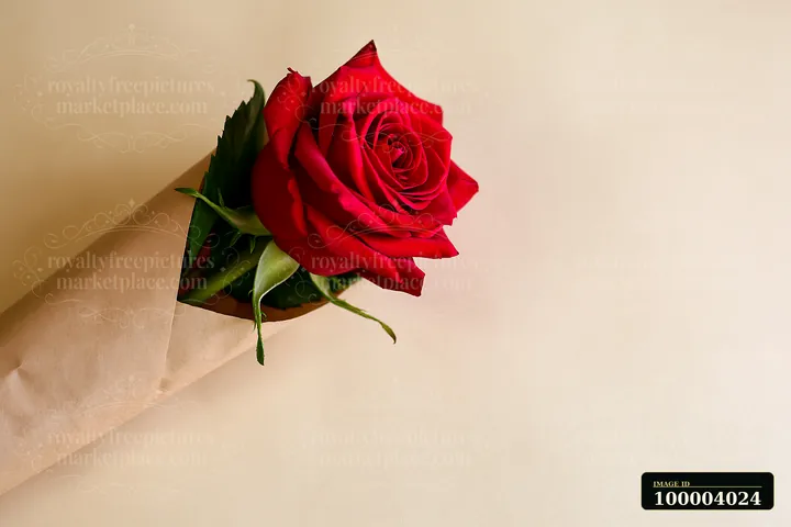 A red rose wrapped in paper sits on a neutral background, showcasing its vivid color and forming a striking visual.