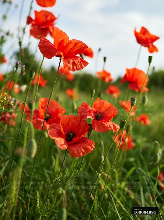 Bright red poppies bloom in a lush meadow filled with green grass under a clear sky.