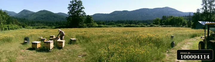 A beekeeper inspects hives in a bright meadow with mountains in the background.