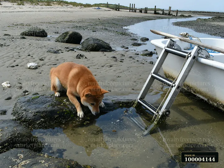 A shiba inu is looking into shallow water beside a metal boat ladder at low tide.