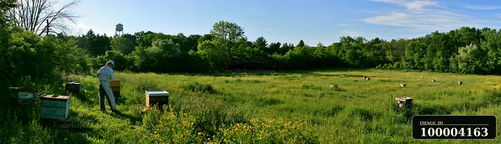 Beekeeper inspects wooden beehives in a sunny meadow bordered by trees.
