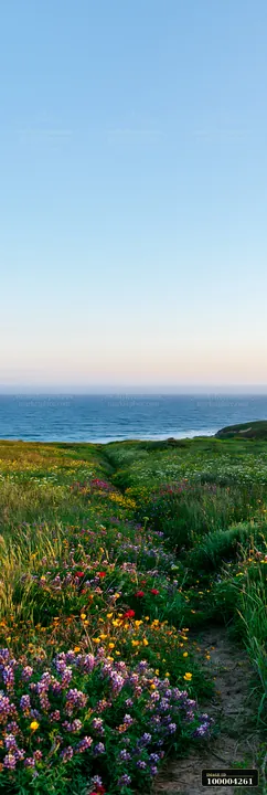A colorful wildflower meadow path leads toward the blue ocean beneath a wide open sky.