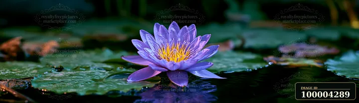 A purple flower floats on still water, surrounded by green lily pads.