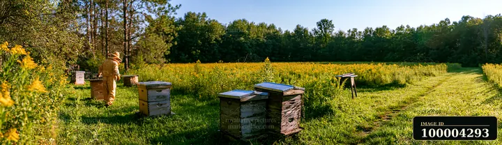A beekeeper checks hives in a sunny meadow surrounded by wildflowers and trees.