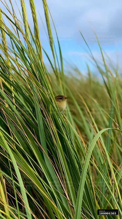 A bird sits quietly among tall beach grasses, blending into its surroundings.