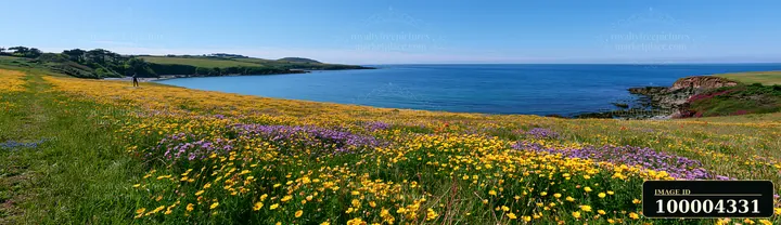 Colorful wildflower meadow beside a calm blue sea, with a distant person near the coastal bay.