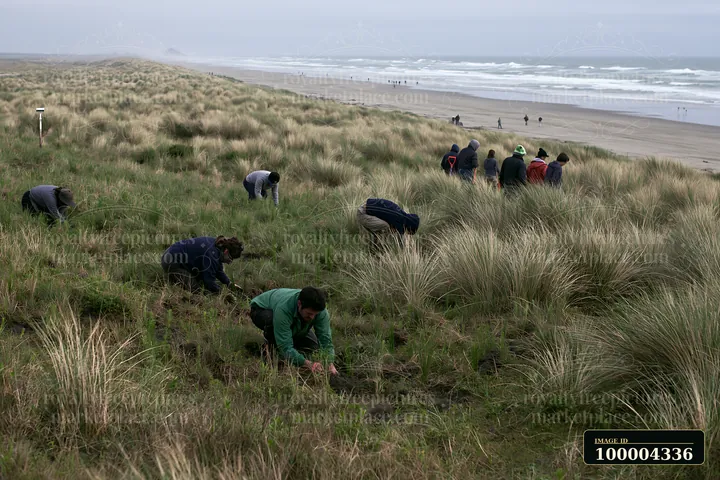 Volunteers are planting grass in a meadow next to the ocean on a cloudy day.