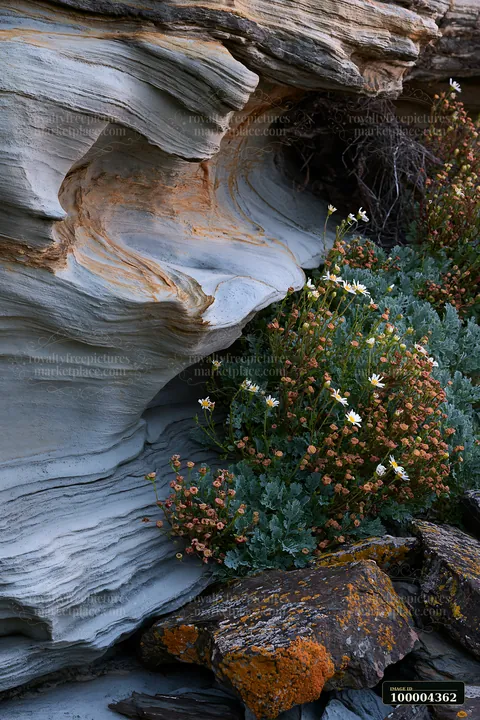 Coastal flowers thrive near tidal pools and weathered rock formations.