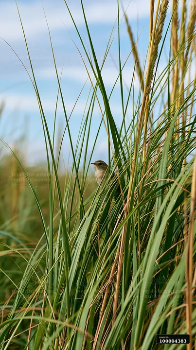 Small bird perched among tall beach grasses with green blades and seed heads against a blue sky.