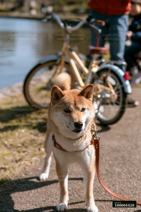 A Shiba Inu stands alert along a walkway next to a pond in a public park.