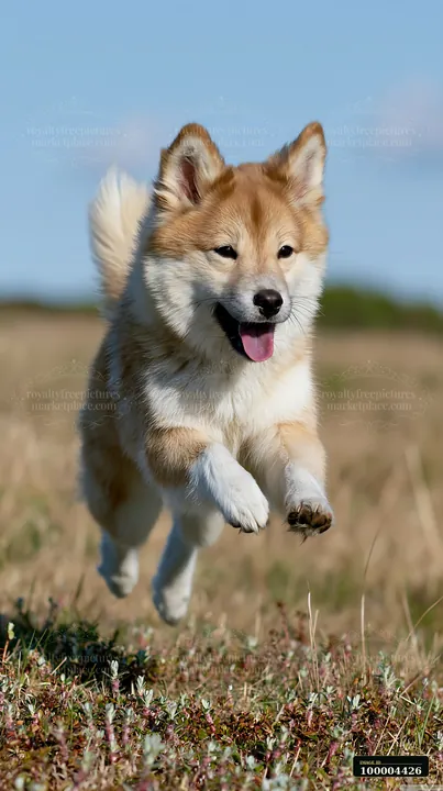 A rare dog breed runs joyfully through an open field on a sunny day, showcasing its agility and energy.