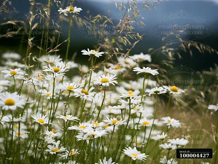 White daisies bloom among tall meadow grasses with a softly blurred dark landscape behind them.