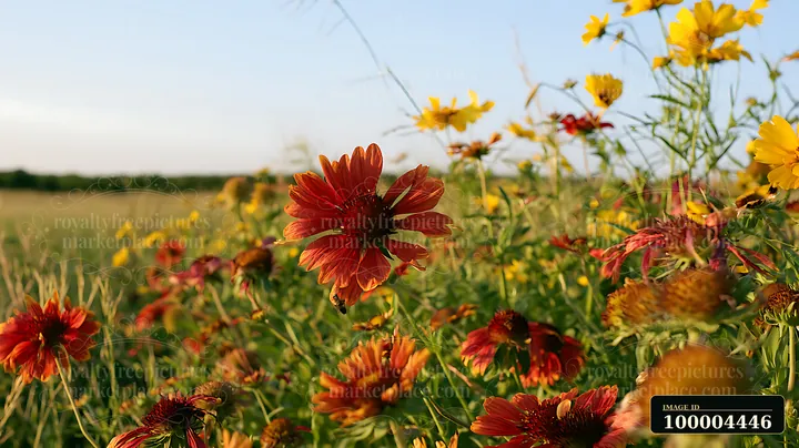 Red and yellow blossoms fill the foreground of a sunlit meadow with a softly blurred background.