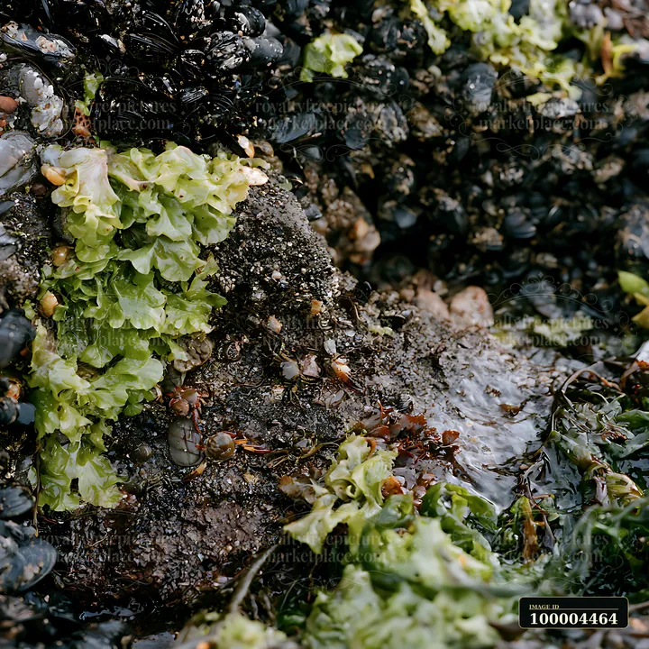 A biodiversity habitat above the ocean, featuring green seaweed and barnacles on rocks.