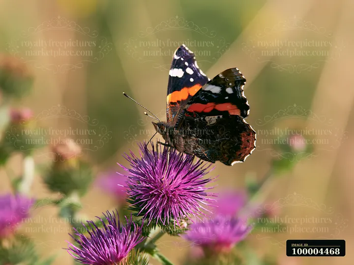 A butterfly sits on a purple meadow flower, surrounded by green grass and other wildflowers.