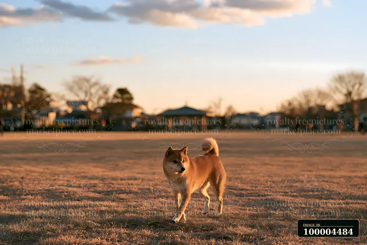 Shiba Inu walks across a sunlit grassy park toward a distant pavilion.