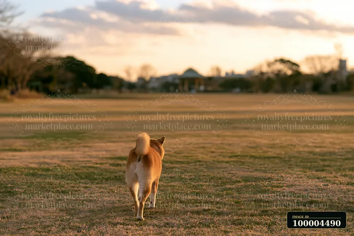 Shiba Inu walking across a grassy park toward a distant pavilion in warm sunset light.