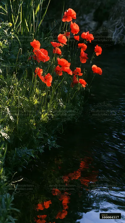 Poppies blooming beside a body of water reflect in the surface.