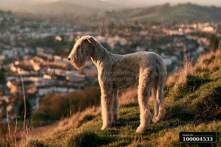 An uncommon dog breed stands on a hilltop overlooking a city at sunset.