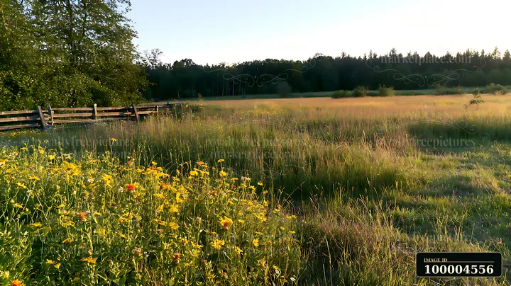 Sunlit wildflower meadow with yellow flowers, tall grasses, a rustic fence, and forest beyond.