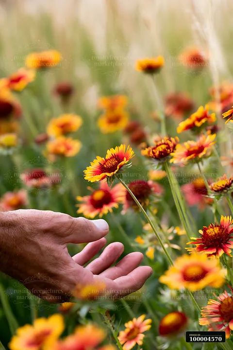 A hand reaches toward close-up red and yellow blossoms with soft meadow background for cheerful backdrop, surrounded by green grass and sunlight.