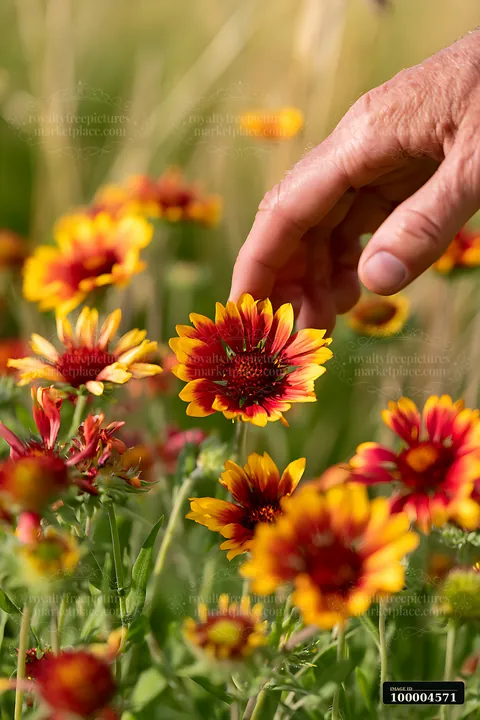 Hand extends toward vibrant red and yellow blossoms in a soft meadow.