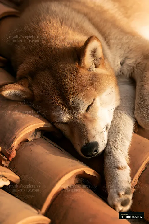 A Shiba Inu lays peacefully on roof tiles under the warm sunlight, enjoying a nap.