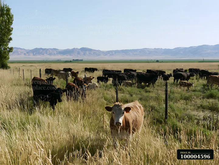 Cattle graze in tall grass behind a fence, with open fields and a mountain range under bright summer sunlight.