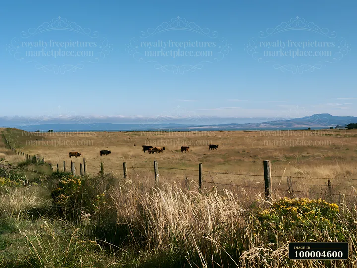 Dry grassland with grazing cattle, a wire fence, blue water, and distant mountains beneath a clear summer sky.