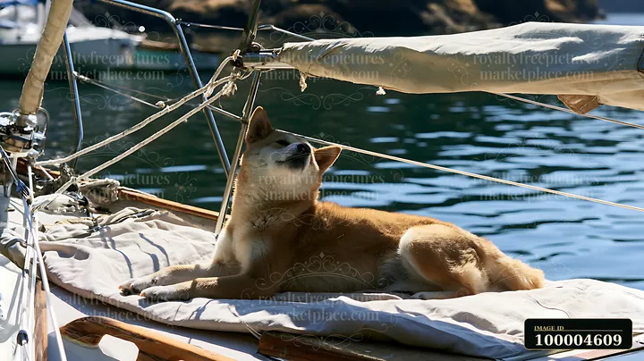 Shiba Inu relaxing on a cushioned sailboat deck beneath the boom over calm blue water.