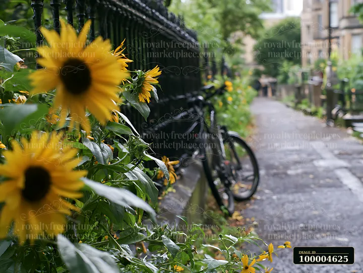 Sunflowers grow along a pathway with a bicycle resting against a fence.
