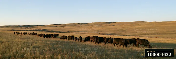 Cows graze in a sunlit pasture of golden grass beneath broad rolling prairie hills.