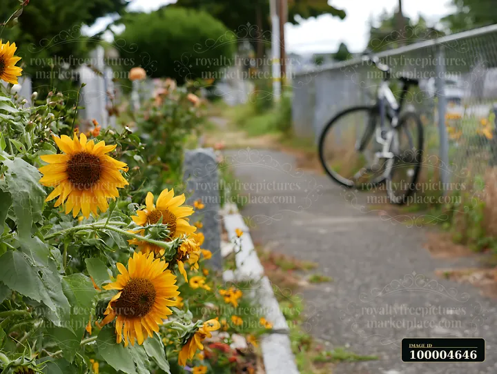 Sunflowers brighten a pathway next to a bicycle, showcasing a serene scene in a cemetery.