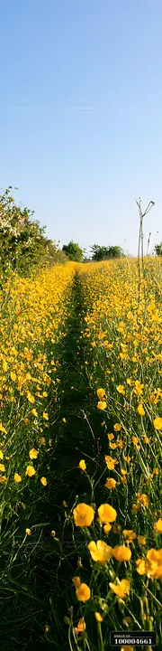 Yellow buttercups cover a sunlit field beside a narrow grassy path under a clear blue sky.