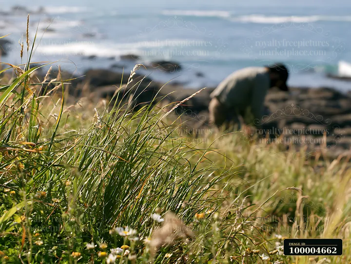Tall grasses and wildflowers fill a coastal meadow beside rocky shoreline, with dark rocks and blue ocean in the background.