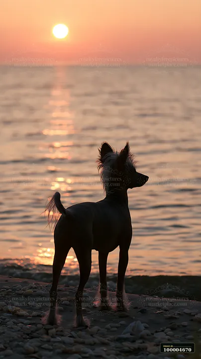 Hairless dog stands on a rocky lakeshore in silhouette against a glowing sunrise.